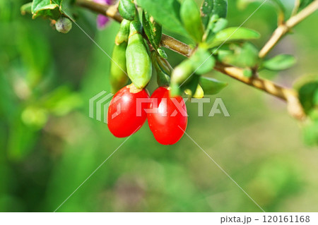 赤いクコの実(秋、十月) 赤いクコの実(秋、十月) 120161168