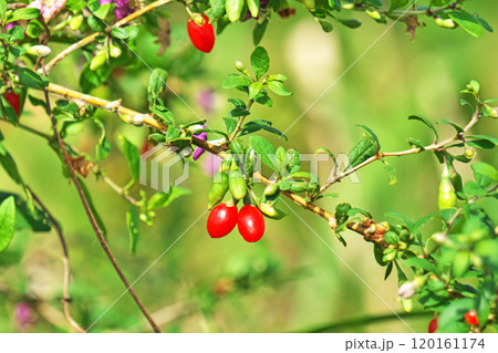 赤いクコの実(秋、十月) 赤いクコの実(秋、十月) 120161174