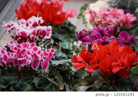Colorful cyclamen flower pots / 色とりどりのシクラメンの鉢植え 120161291