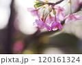 濃いピンク色の桜の花 120161324