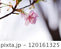 濃いピンク色の桜の花（一輪） 120161325
