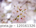春のソメイヨシノ① 120161326