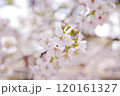 春のソメイヨシノ② 120161327