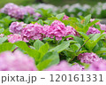 ピンク色のアジサイ 120161331