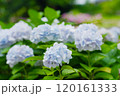 淡い水色のアジサイ 120161333