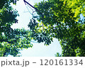 緑の葉を見上げる 120161334