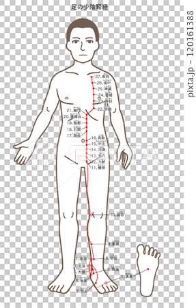 Acupuncture points, foot Shaoyin Kidney meridian, acupressure points illustration 120161388
