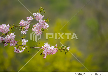 晴れた日の伊折の思川桜 120161730