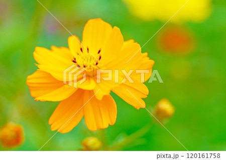 家の周りの草花 四季の色々 秋の花畑に黄金に輝く美しいキバナコスモスの花が咲きました 家の周りの草花 四季の色々 秋の花畑に黄金に輝く美しいキバナコスモスの花が咲きました 120161758
