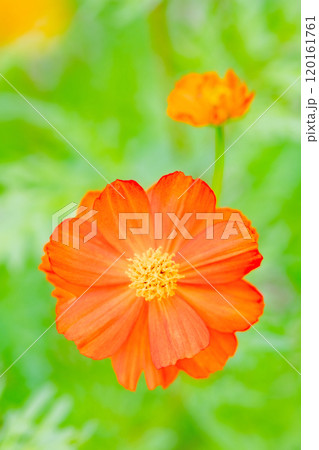 家の周りの草花　四季の色々　秋の花畑に黄金に輝く美しいキバナコスモスの花が咲きました 120161761