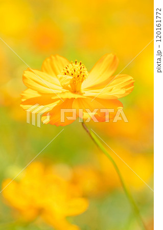 家の周りの草花　四季の色々　秋の花畑に黄金に輝く美しいキバナコスモスの花が咲きました 120161772