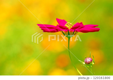 家の周りの草花 四季の色々 秋の花畑に黄金に輝く美しいキバナコスモスの花が咲きました 家の周りの草花 四季の色々 秋の花畑に黄金に輝く美しいキバナコスモスの花が咲きました 120161800