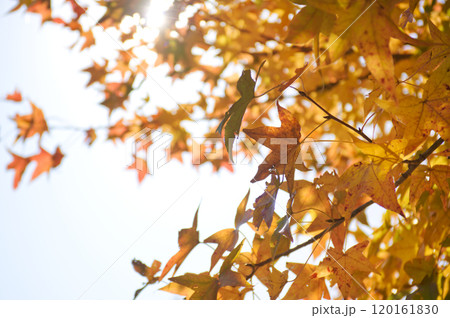 紅葉したモミジバフウの木に差し込む木漏れ日 120161830
