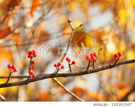 紅葉した林内で、朝日に照らされて輝くウメモドキの赤い実 120161847