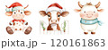 Three cute cartoon cows dressed in festive attire, including Santa hats and scarves, embodying a cheerful holiday spirit. 120161863