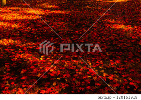 紅葉の絨毯に差し込む光 紅葉の絨毯に差し込む光 120161919