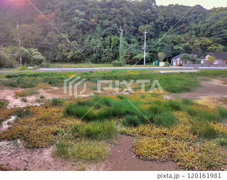 山陰の雑草が生えた耕作放棄地 山陰の雑草が生えた耕作放棄地 120161981