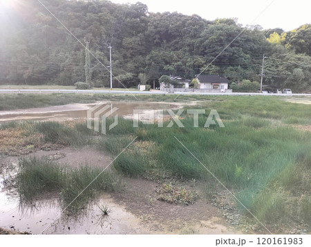 山陰の雑草が生えた耕作放棄地 120161983