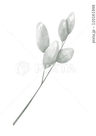 Branch Plant with Oval Leaves Dusty Green Color, Wedding Cake Topper, Watercolor Digital Illustration, Painterly Clipart for Print and Web, Poster, Poster, Invitation, Typography, Juicy and Vibrant 120161998