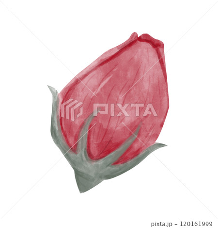 Bud Rose Red Petals, Flower Head Watercolor Digital Illustration, Painterly Clipart for Print and Web, Poster, Poster, Invitation, Typography, Juicy and Bright 120161999