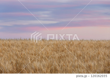 Golden wheat field and purple and pink sunset sky. 120162035