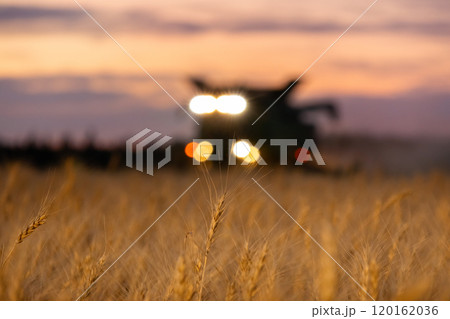 Harvester with headlights cutting wheat in dark sunset field. 120162036