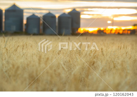 Beautiful yellow field of wheat and storage steel grain bins in the background in the orange sunset light. Beautiful yellow field of wheat and storage steel grain bins in the background in the orange sunset light. 120162043