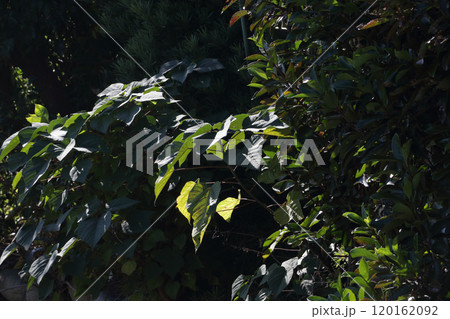 アカメガシワ 120162092