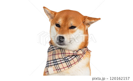 isolated portrait shiba inu wearing plaid scarf isolated portrait shiba inu wearing plaid scarf 120162157