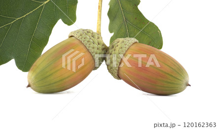 Fresh acorns with green oak leaves isolated on white background Fresh acorns with green oak leaves isolated on white background 120162363