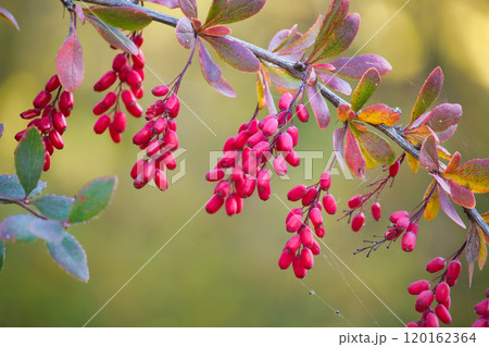 Vibrant red berries of the European barberry hanging on a branch 120162364