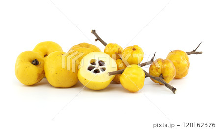 Japanese quince fruit in vibrant yellow, featuring whole and halved views isolated on white Japanese quince fruit in vibrant yellow, featuring whole and halved views isolated on white 120162376