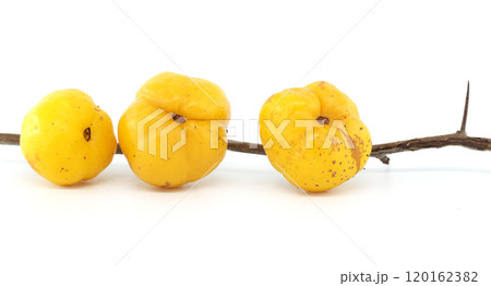 Close-Up of Yellow Quince Fruits on White Background 120162382