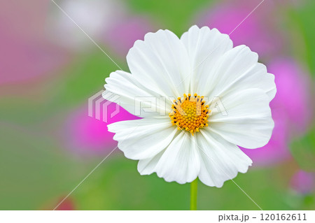 家の周りの草花　四季の色々　秋の花畑　秋のそよ風に揺れる　白やピンクの可憐な花　美しく清楚なコスモス 120162611