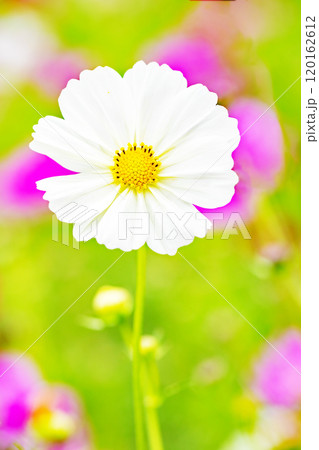 家の周りの草花 四季の色々 秋の花畑 秋のそよ風に揺れる 白やピンクの可憐な花 美しく清楚なコスモス 家の周りの草花 四季の色々 秋の花畑 秋のそよ風に揺れる 白やピンクの可憐な花 美しく清楚なコスモス 120162612