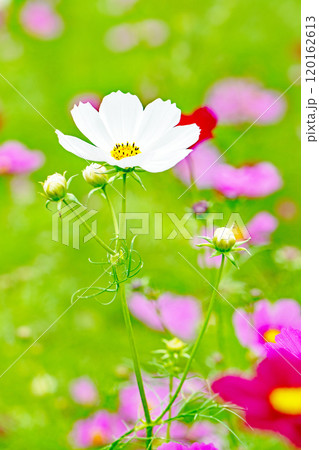 家の周りの草花 四季の色々 秋の花畑 秋のそよ風に揺れる 白やピンクの可憐な花 美しく清楚なコスモス 家の周りの草花 四季の色々 秋の花畑 秋のそよ風に揺れる 白やピンクの可憐な花 美しく清楚なコスモス 120162613