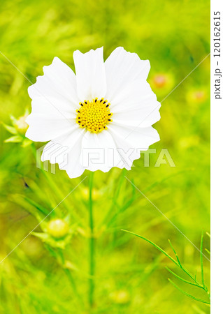 家の周りの草花　四季の色々　秋の花畑　秋のそよ風に揺れる　白やピンクの可憐な花　美しく清楚なコスモス 120162615