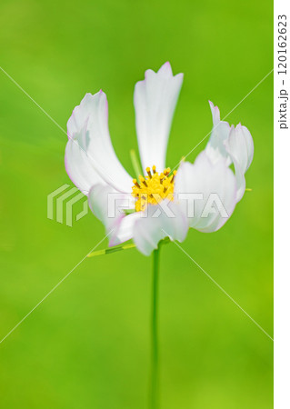 家の周りの草花　四季の色々　秋の花畑　秋のそよ風に揺れる　白やピンクの可憐な花　美しく清楚なコスモス 120162623