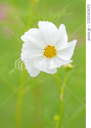 家の周りの草花　四季の色々　秋の花畑　秋のそよ風に揺れる　白やピンクの可憐な花　美しく清楚なコスモス 120162625