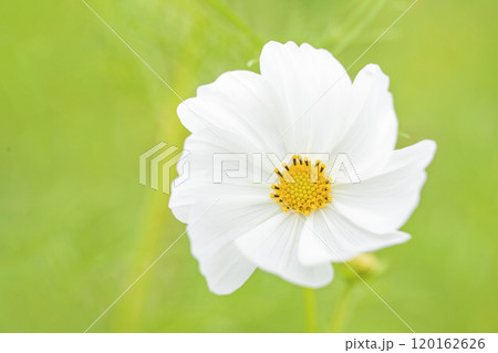 家の周りの草花　四季の色々　秋の花畑　秋のそよ風に揺れる　白やピンクの可憐な花　美しく清楚なコスモス 120162626