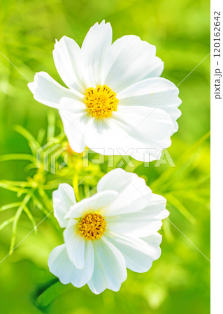 家の周りの草花　四季の色々　秋の花畑　秋のそよ風に揺れる　白やピンクの可憐な花　美しく清楚なコスモス 120162642