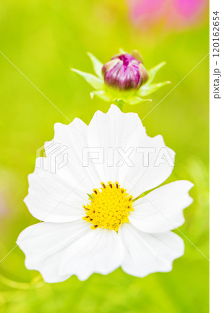 家の周りの草花　四季の色々　秋の花畑　秋のそよ風に揺れる　白やピンクの可憐な花　美しく清楚なコスモス 120162654