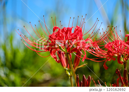 青空に映える彼岸花 120162692