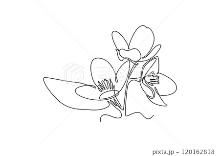 beauty fresh deciduous jasmine flower for tea drink logo. Printable decorative jasminum for home wall decor poster art 120162818