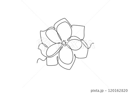 beauty fresh deciduous jasmine flower. Printable poster decorative jasminum concept for home wall decor art. 120162820