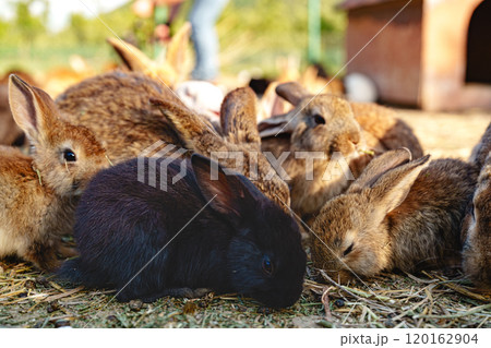 Brown rabbit stands among a group of other rabbits in a sunny outdoor setting Brown rabbit stands among a group of other rabbits in a sunny outdoor setting 120162904