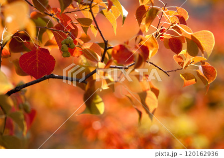 南京ハゼの紅葉 南京ハゼの紅葉 120162936