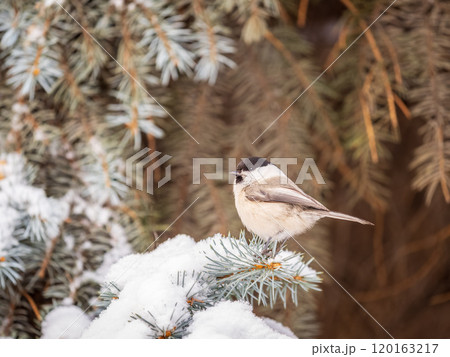 Cute bird the willow tit, song bird sitting on the fir branch with snow in winter 120163217