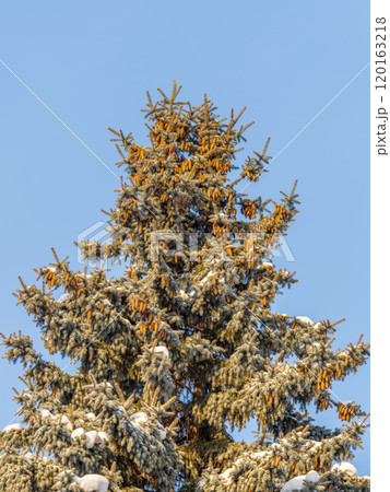 Green spruce branches with needles and cones against a blue sky in winter. Many cones on spruce. Fir tree. Green spruce branches with needles and cones against a blue sky in winter. Many cones on spruce. Fir tree. 120163218
