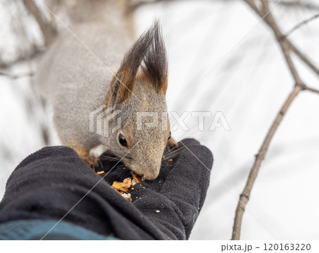 Squirrel eats nuts from a man's hand. Caring for animals in winter or autumn. 120163220